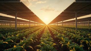 campo agrivoltaico in pieno giorno