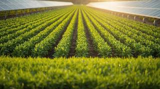 foto di un campo agrivoltaico al sole con colture e pannelli