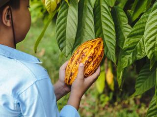EC 01 - EREDITÀ CHACHI - ELABORAZIONE E COMMERCIALIZZAZIONE DI CIOCCOLATO ARTIGIANALE