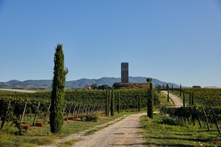 Enoturismo: cultura e sensorialità
