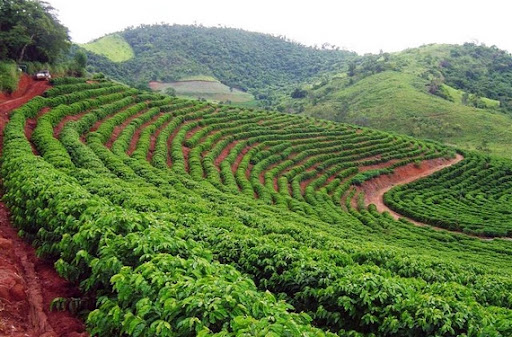 Campo di caffè