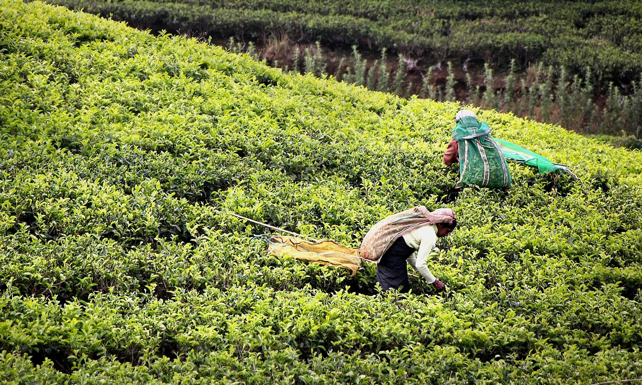 Talitha Kum Study, Prayer and Action Packet: Neoliberalism and Human Trafficking in a Time of COVID