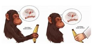 Movement, action and mirrow neurons